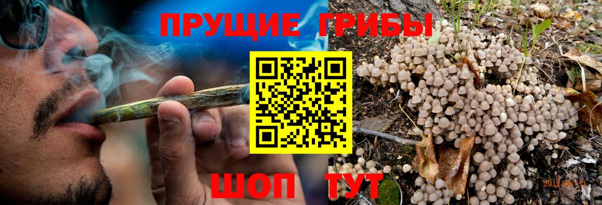 Псилоцибиновые грибы Psilocybine cubensis Ефремов